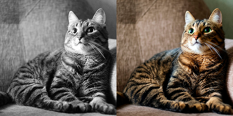 Сделать фото кота цветным