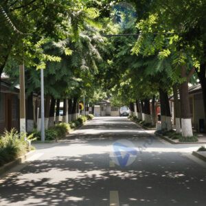 Аллея с деревьями по обеим сторонам