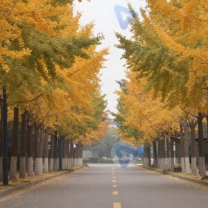 Улица с рядами деревьев и жёлтой листвой осенью.