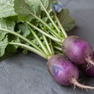 Свежий пучок редиса с листьями