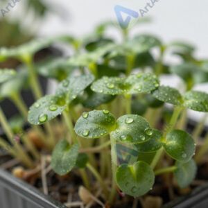 Микрозелень в небольшом ящике