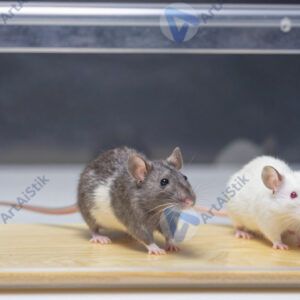 Лабораторные мыши в прозрачной клетке