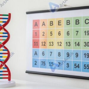 Макет ДНК и учебный плакат с генетическим кодом на стене.