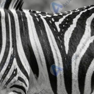 Чёрно‑белая зебра‑текстура