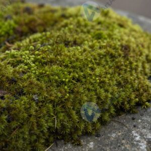 Крупный план мха на камне