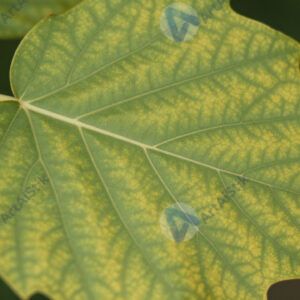 Лист дерева крупным планом