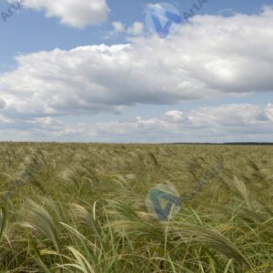 Бескрайняя равнина с высокой травой