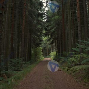 Густой хвойный лес