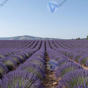 Лавандовые поля до горизонта