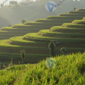 Рисовые террасы на склоне холма