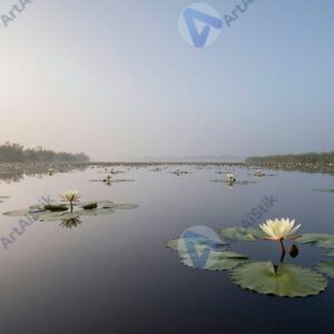 Болото с кувшинками и отражением неба