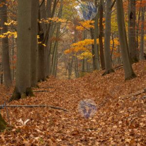 Осенний лес