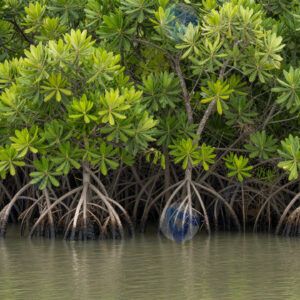 Мангровый лес у воды