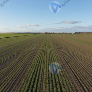 Поля с озимыми