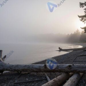 Берег с корягами