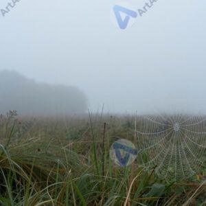 Туман над лугом