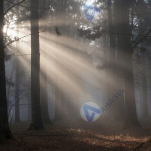 Туман в лесу