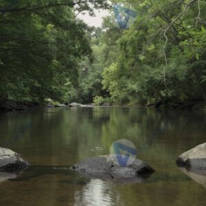 Спокойная река в лесу