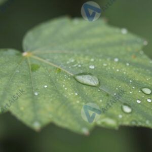 Капли воды на листе после дождя