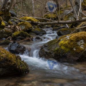 Ручей в лесу