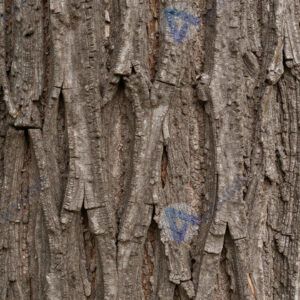 Кора дерева с трещинами и бороздами.