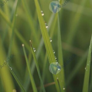 Макро‑снимок травы