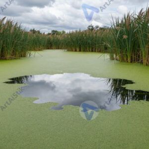 Болото с ряской и отражением неба, камыши. Болото с ряской и отражением неба