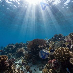 Коралловый риф под водой