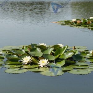 Озеро с кувшинками, зелёные листья, цветы, тихая вода. Озеро с кувшинками