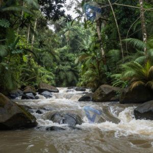 Река в джунглях