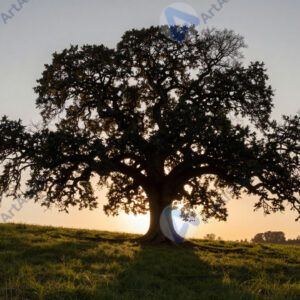 Старый дуб на холме