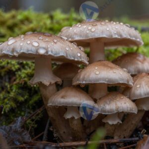 Грибы в лесной подстилке