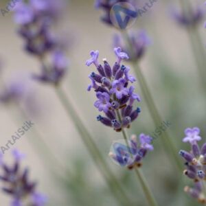 Лаванда крупным планом, фиолетовые соцветия, размытый фон. Лаванда крупным планом