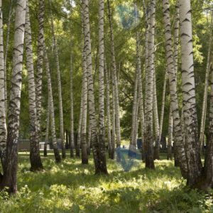 Берёзовая роща