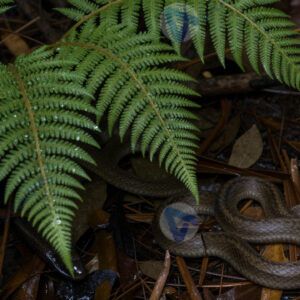 Папоротники в тени леса