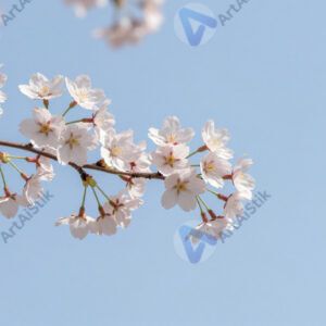 Ветка сакуры с цветами на фоне голубого неба.