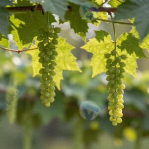 Виноградная лоза с гроздьями