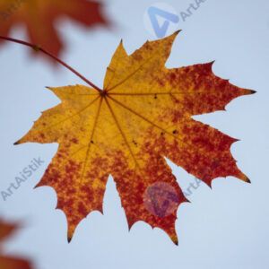Лист клёна осенью