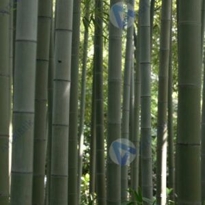 Бамбуковая роща