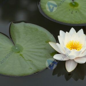 Кувшинка на воде, лист и цветок, отражение. Кувшинка на воде