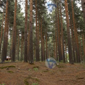 Сосновый лес