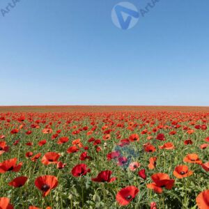 Поле маков, красные цветы до горизонта, синее небо. Поле маков