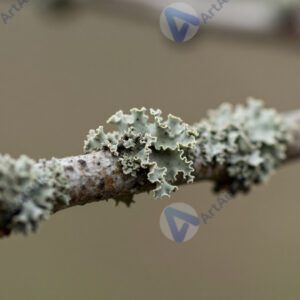 Лишайник на ветке