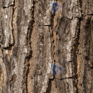 Кора дуба крупным планом