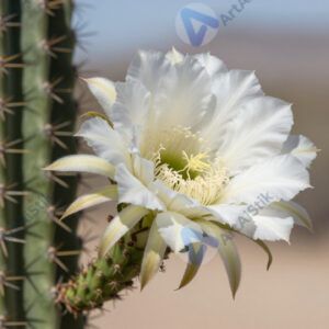 Кактус цветёт