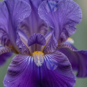 Ирис крупным планом
