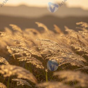 Трава на ветру, колышется, золотой час, размытый фон. Трава на ветру