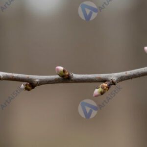 Ветка с почками весной