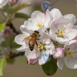 Цветущая яблоня