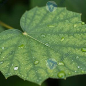 Лист с каплями дождя